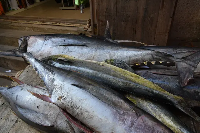 Fresh tuna and kingfish laid out on a market slab
