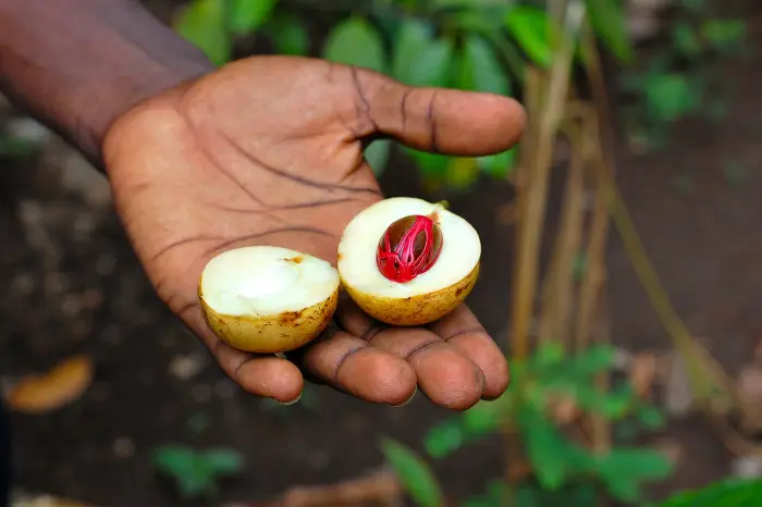 A hand holding a split nutmeg fruit, the red mace wrapped around the seed