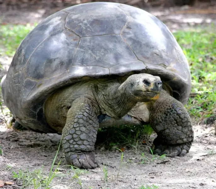 A giant tortoise walking towards the camera