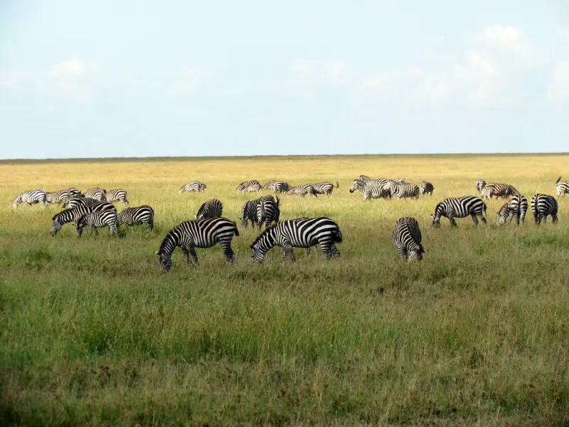 Zebra herds grazing across the open Serengeti plains