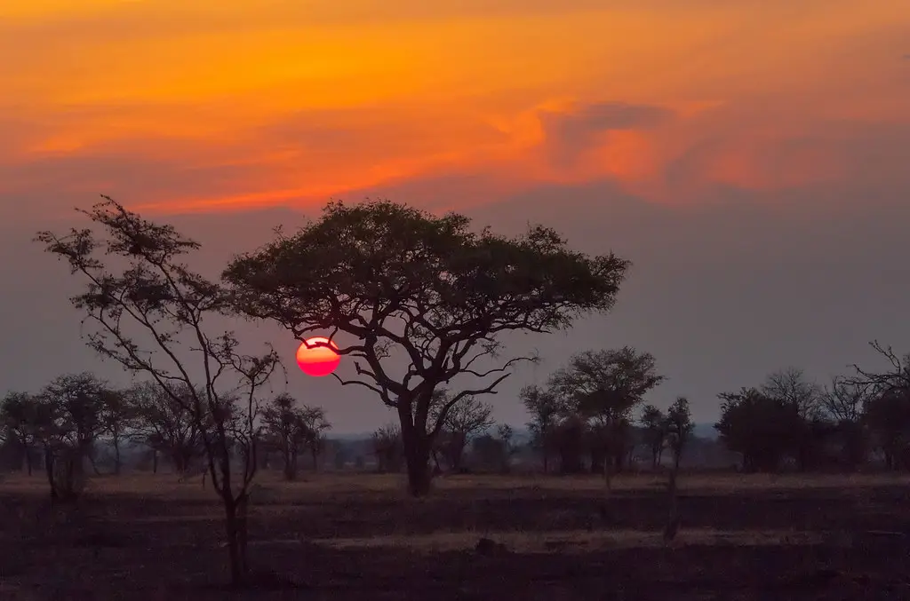 Acacia trees silhouetted against a red Serengeti sunset