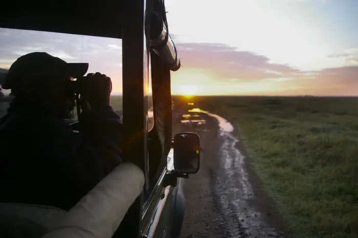 A guide scans the plains with binoculars from an open safari vehicle at sunrise