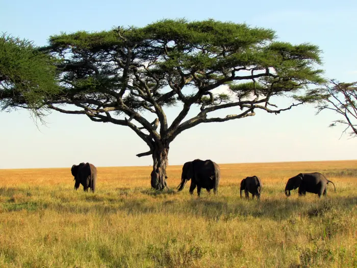 A family of elephants beneath a flat-topped acacia on golden grassland