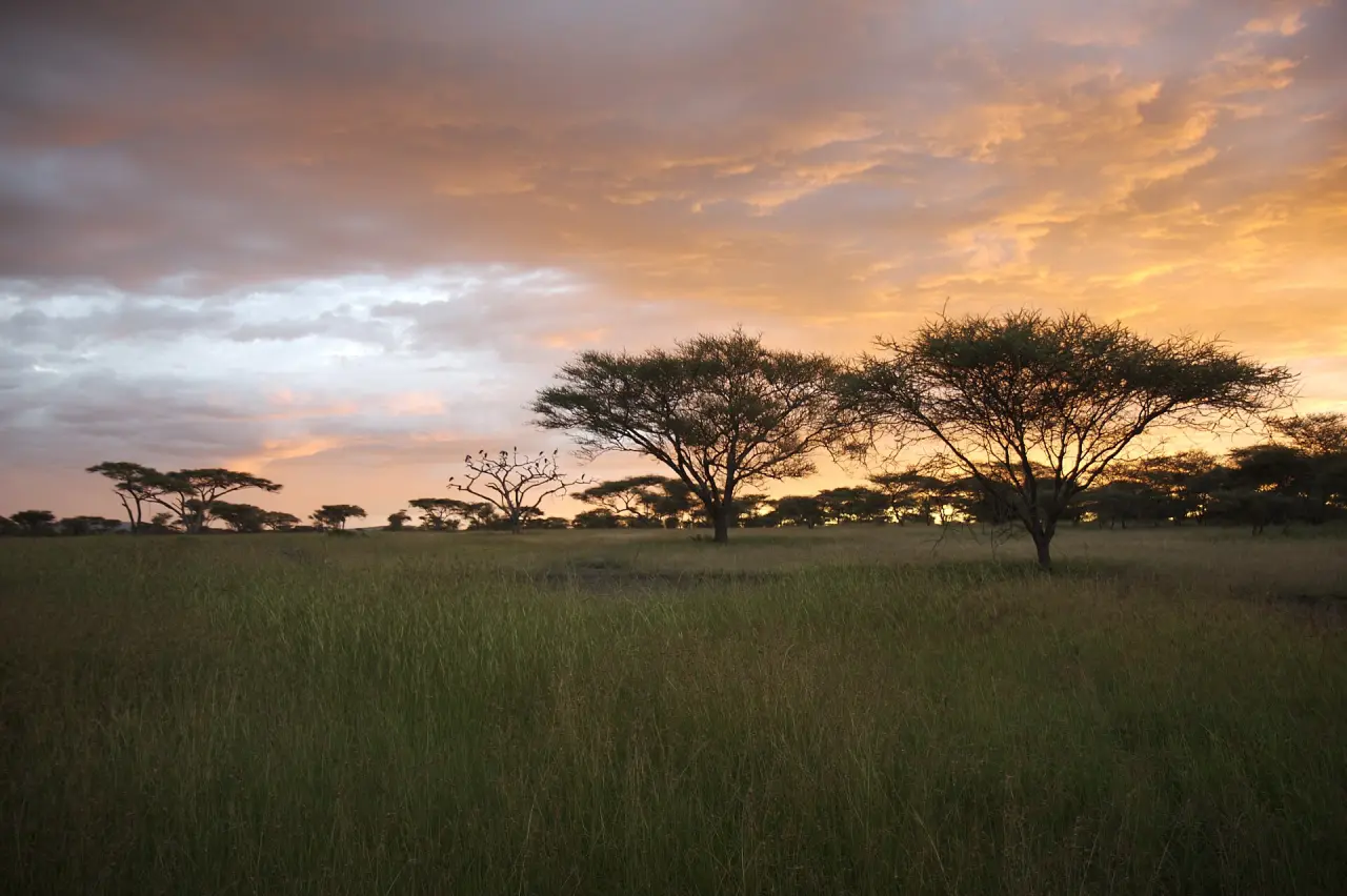 Acacia trees against a gold and rose dawn sky over the long grass of the Serengeti