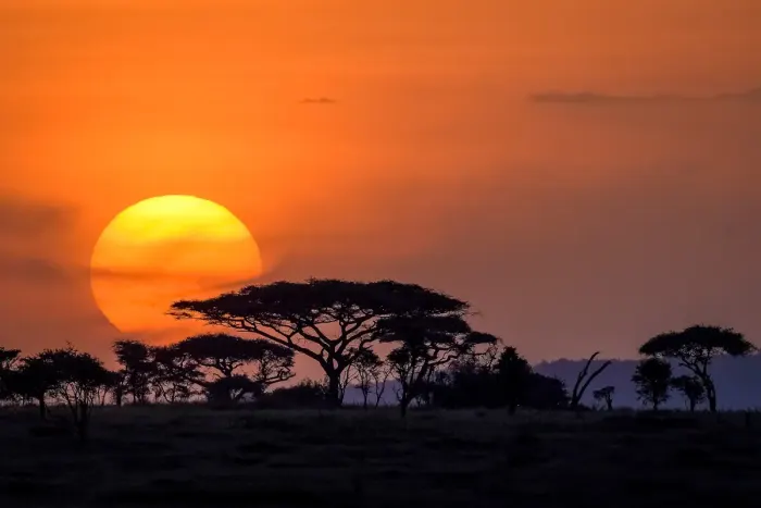 The sun going down behind acacia trees