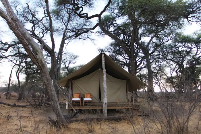 A khaki safari tent on a timber deck with two veranda chairs under tall acacia trees