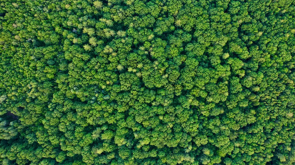 Dense green forest canopy seen from above