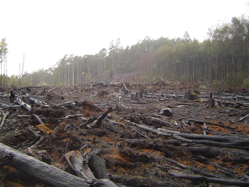Land cleared of forest, with felled trunks and stumps
