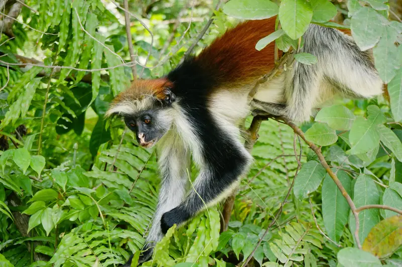 A Zanzibar red colobus monkey climbing through green leaves