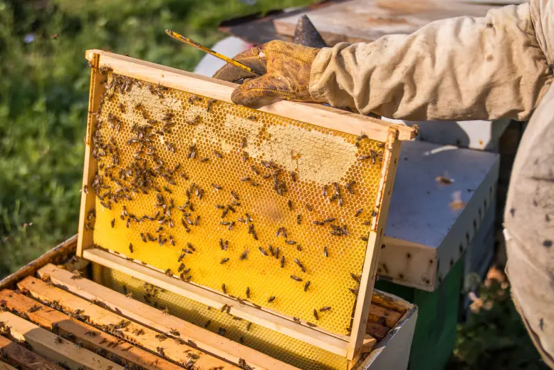 Gloved hands lifting a honeycomb frame covered in bees from a hive