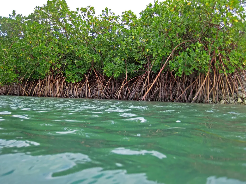 A dense line of mangroves with arching roots above green water