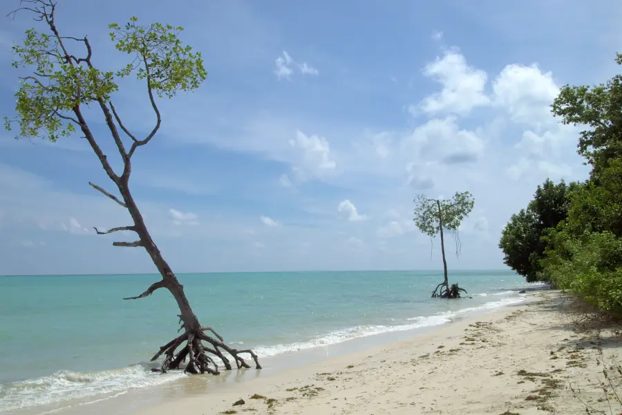 A mangrove tree standing in clear turquoise water off a white beach
