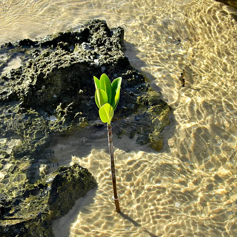 A young mangrove seedling rooted among rocks in shallow, sunlit water