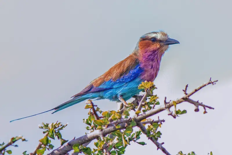 A lilac-breasted roller perched on a thorny branch