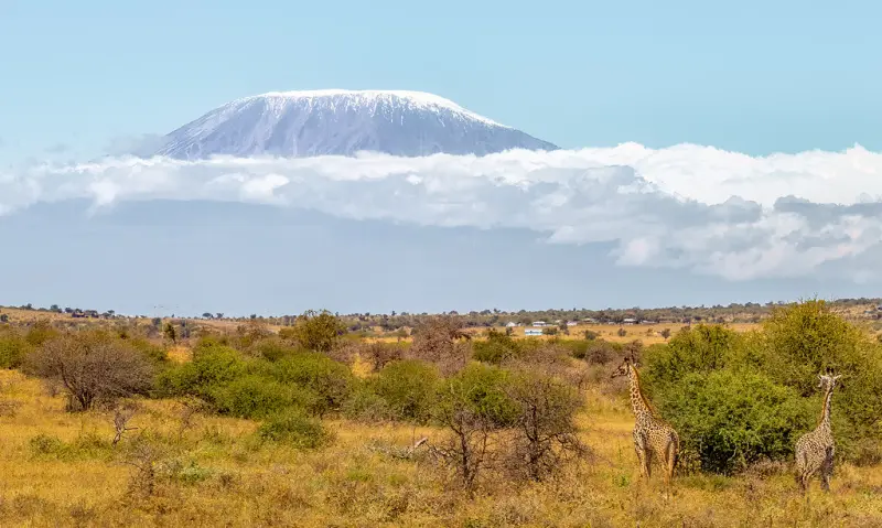 Kilimanjaro’s snowy dome rising above a band of cloud and golden bush