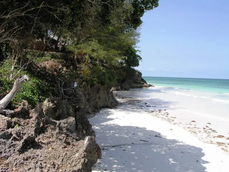 White sand and turquoise water below a wooded coral cliff at Diani