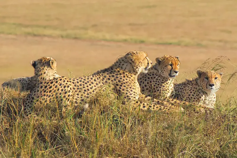 Five cheetahs resting together in golden grass