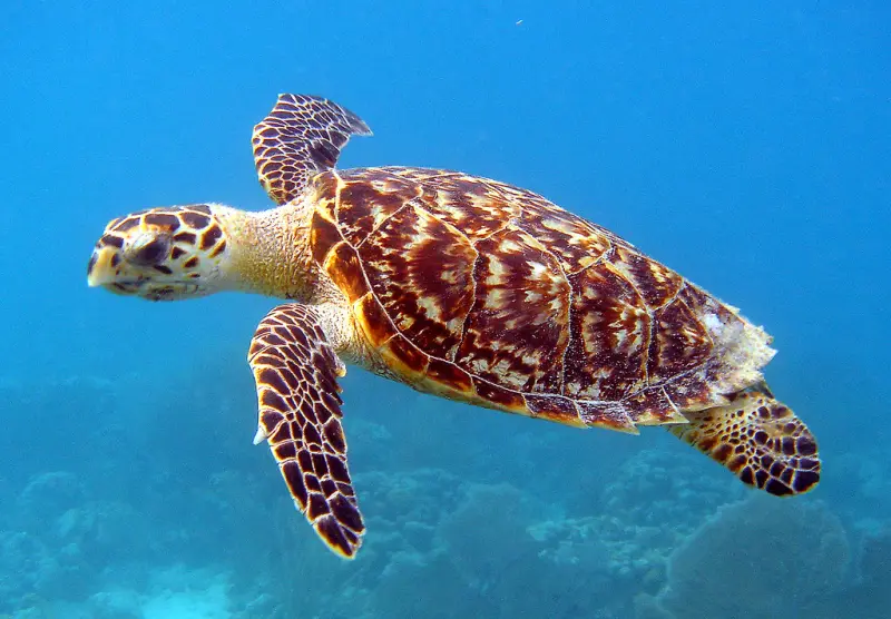 A hawksbill turtle swimming over a reef in clear blue water
