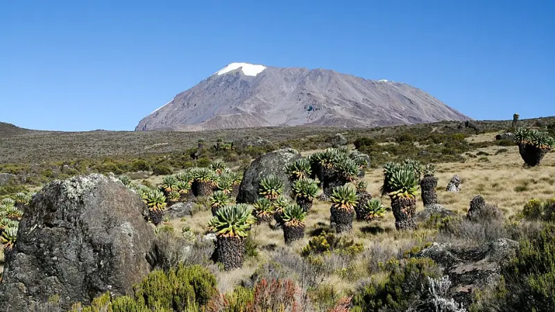 Giant groundsels on the moorland, with the snowy summit of Kilimanjaro behind