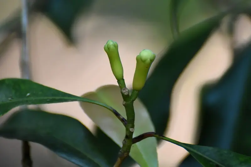 Green clove buds on a branch
